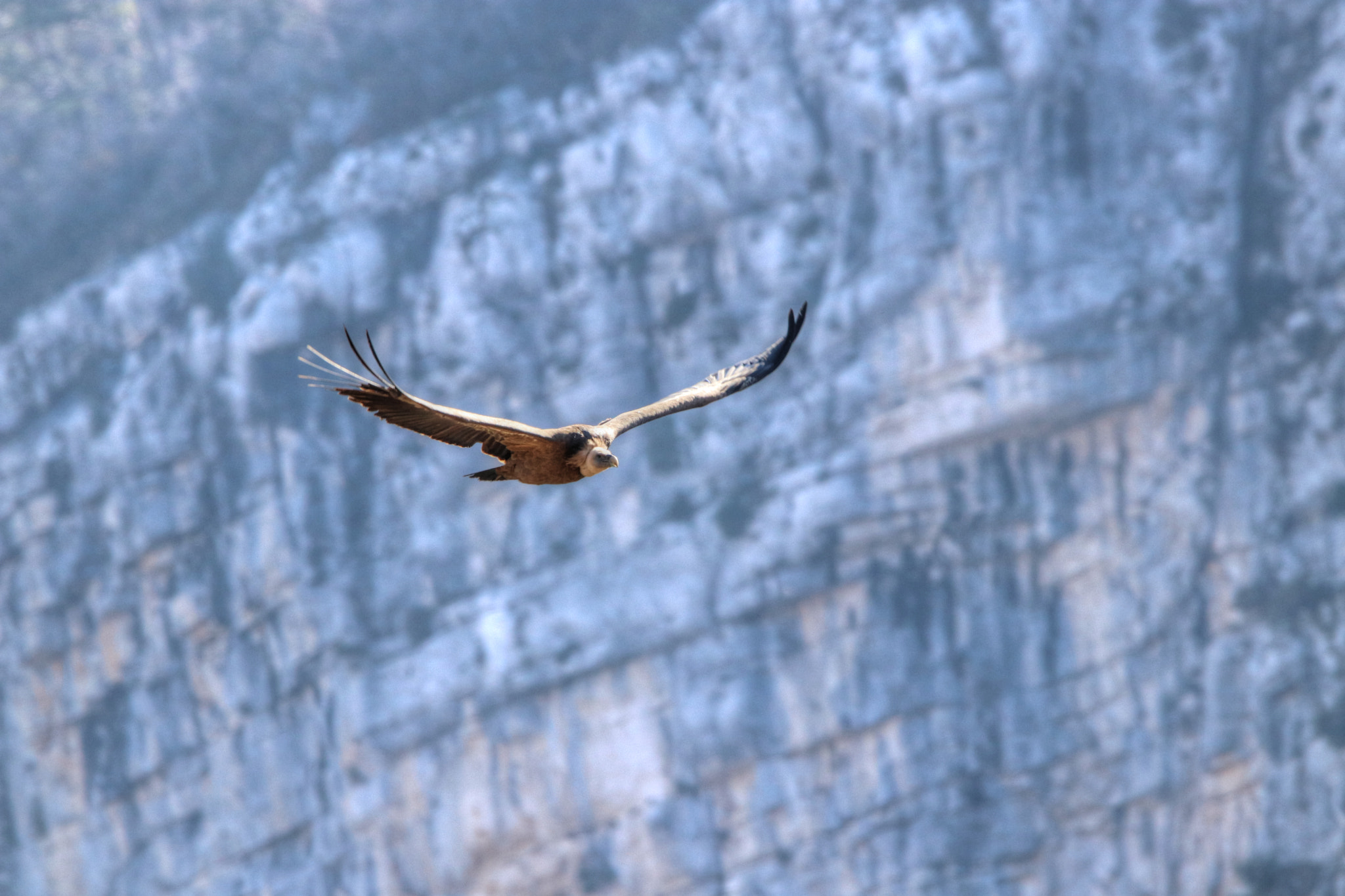 Canon EOS 80D + Sigma 150-600mm F5-6.3 DG OS HSM | C sample photo. Oiseau vautour fauve gyps fulvus () photography