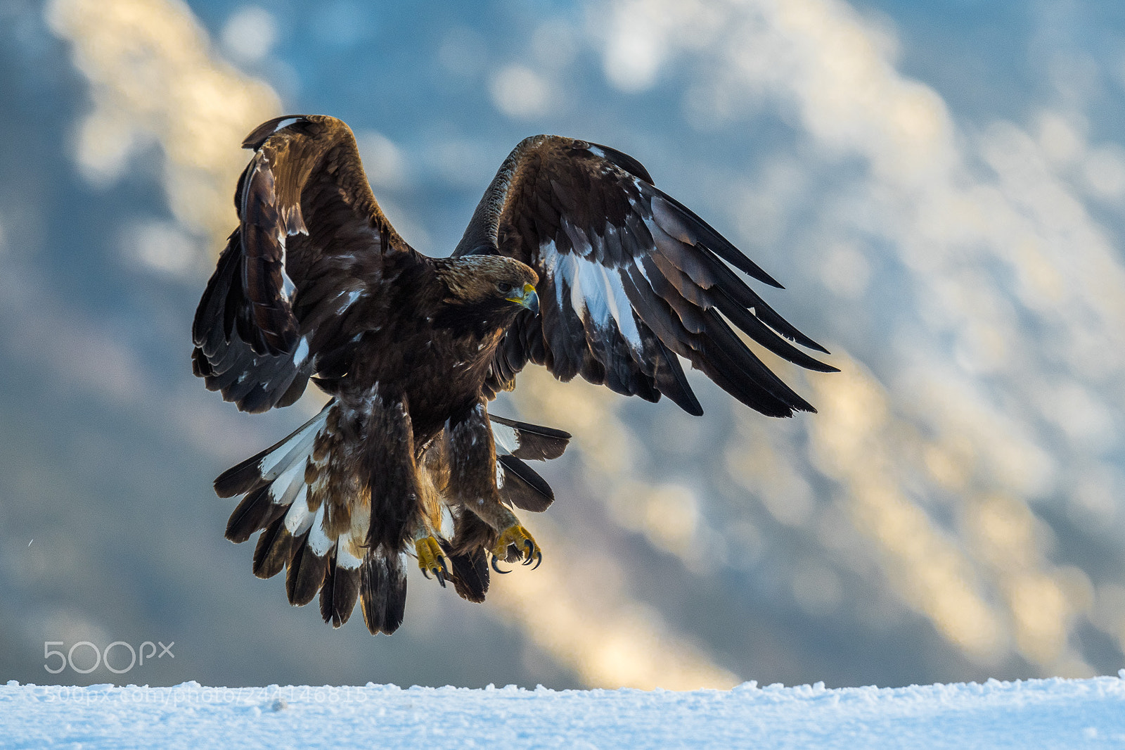 Nikon D5 sample photo. Golden eagle photography