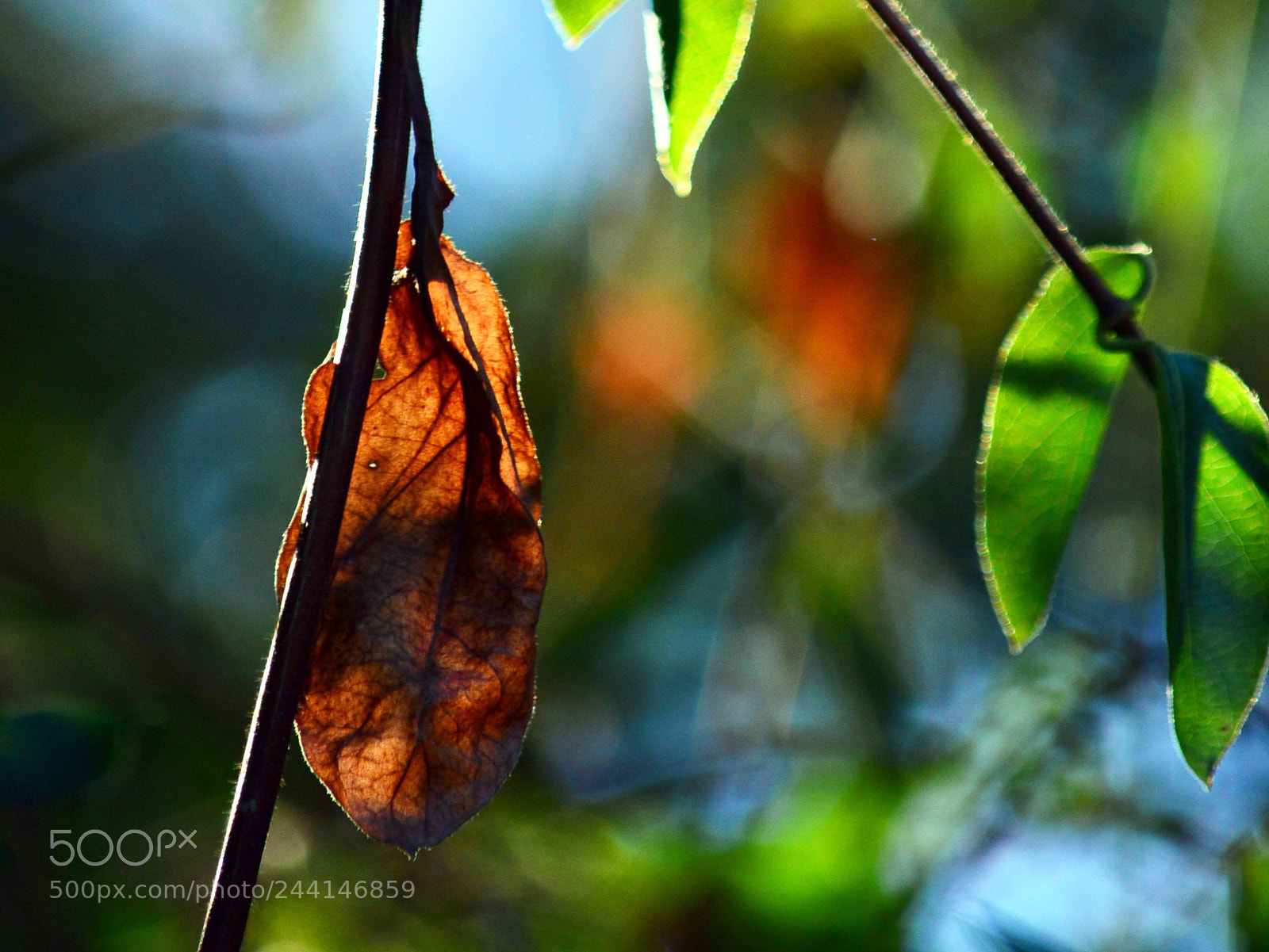 Nikon D3200 sample photo. Spectrum photography
