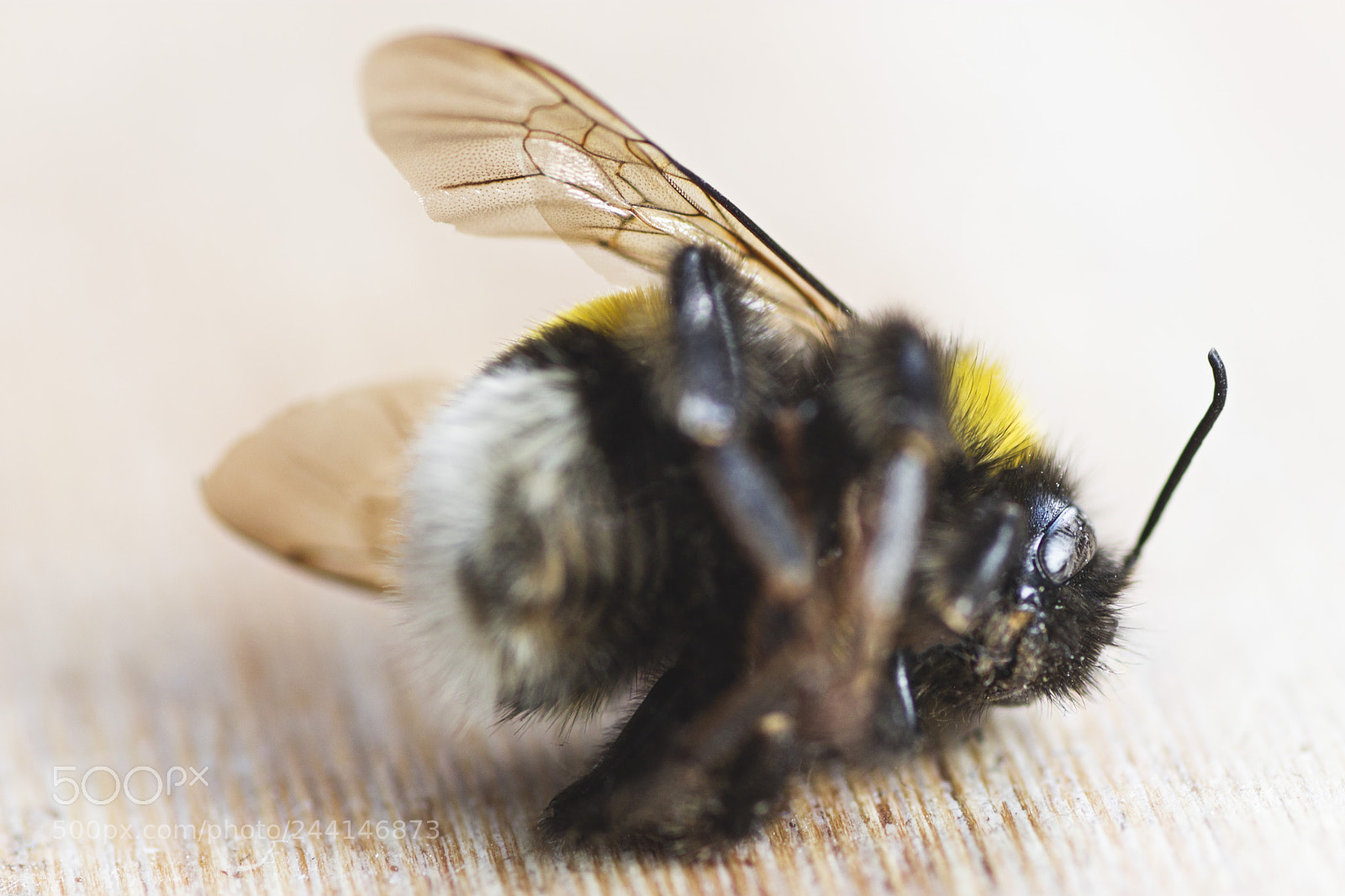 Canon EOS 1100D (EOS Rebel T3 / EOS Kiss X50) sample photo. Dead bee #1 photography