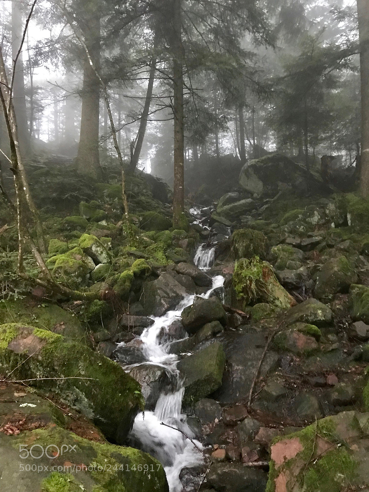 Apple iPhone 7 Plus sample photo. Fairytale forest photography