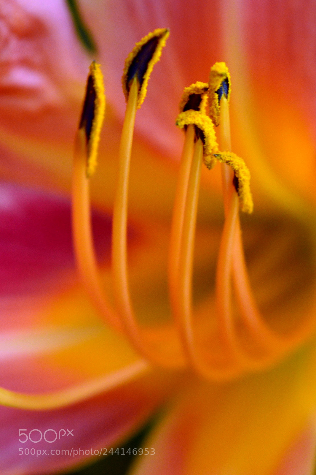 Nikon D3200 sample photo. Lily orange photography