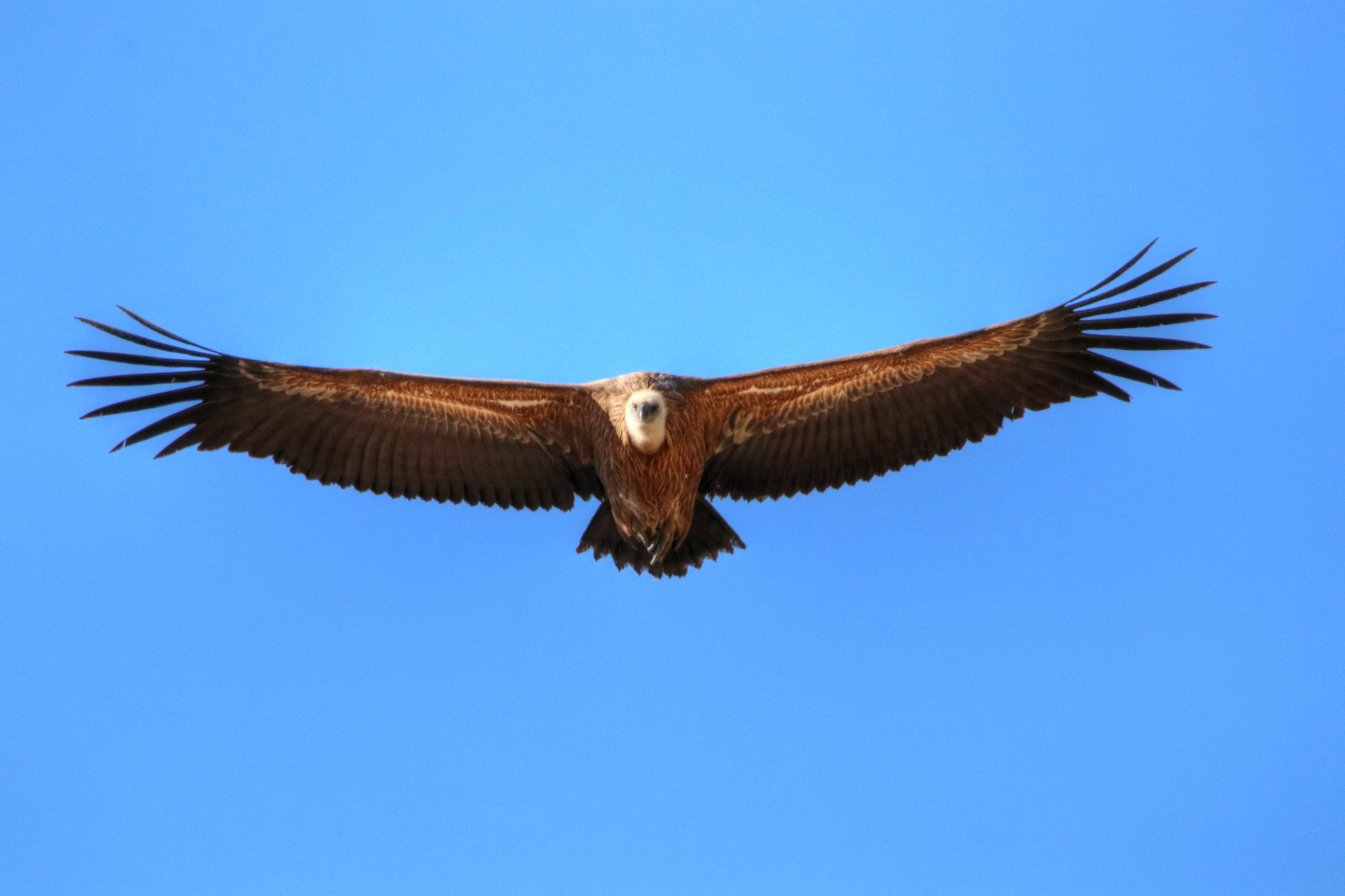 Canon EOS 80D + Sigma 150-600mm F5-6.3 DG OS HSM | C sample photo. Oiseau vautour fauve gyps fulvus () photography