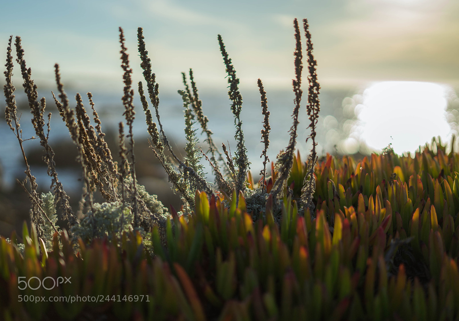 Sony a7 II sample photo. Wild whispies photography