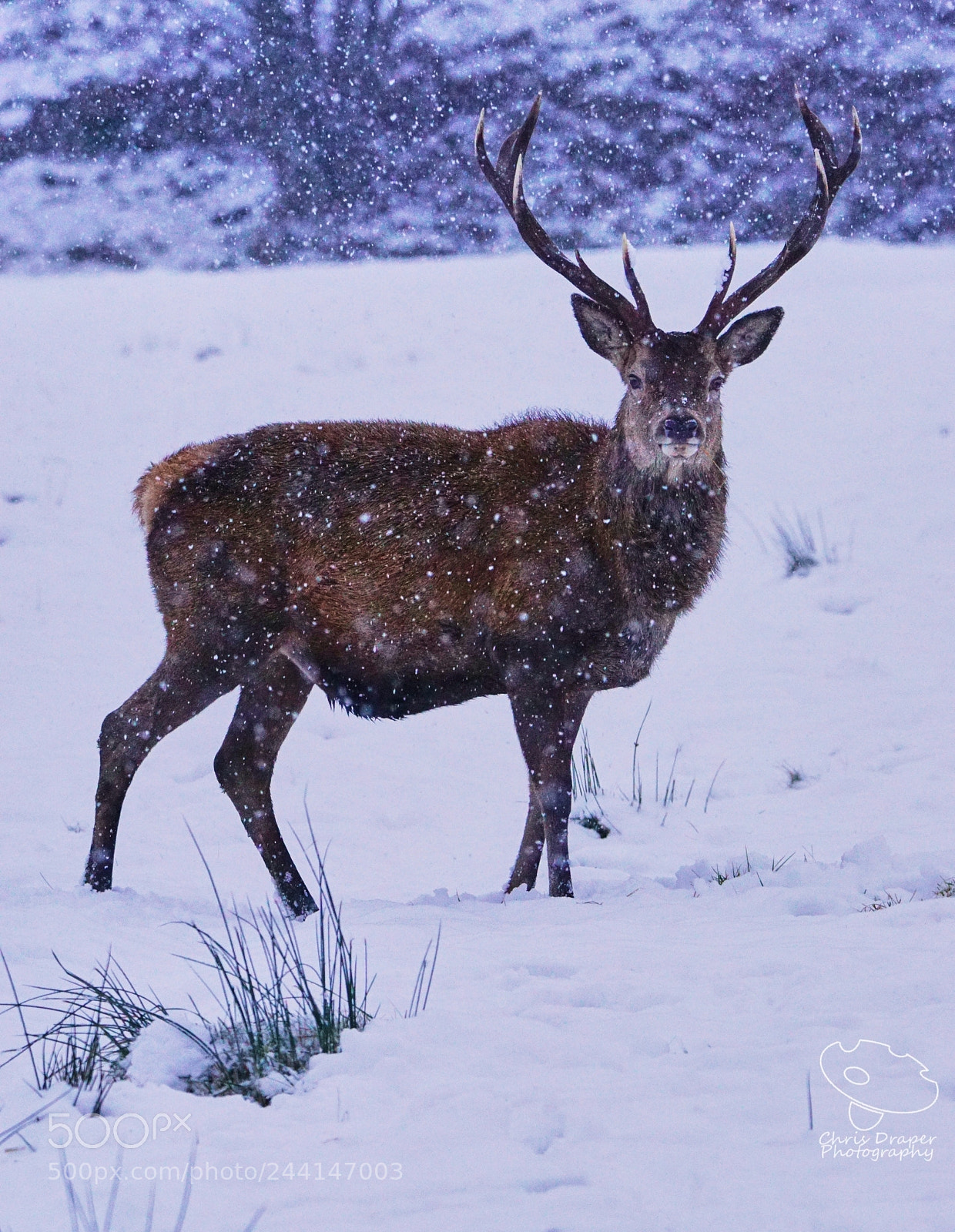 Sony ILCA-77M2 sample photo. Deer in a blizzard photography