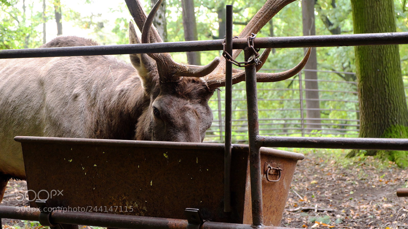 Fujifilm X-M1 sample photo. Лось photography