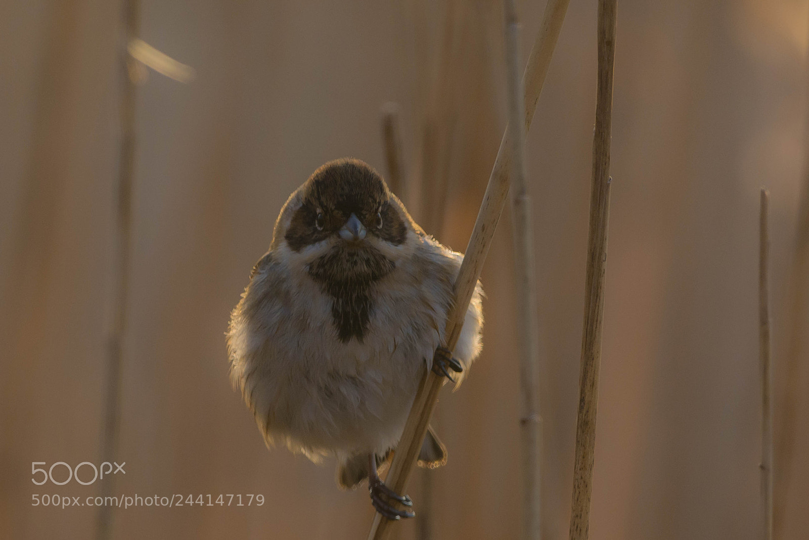 Nikon D7100 sample photo. Emberiza schoeniclus photography