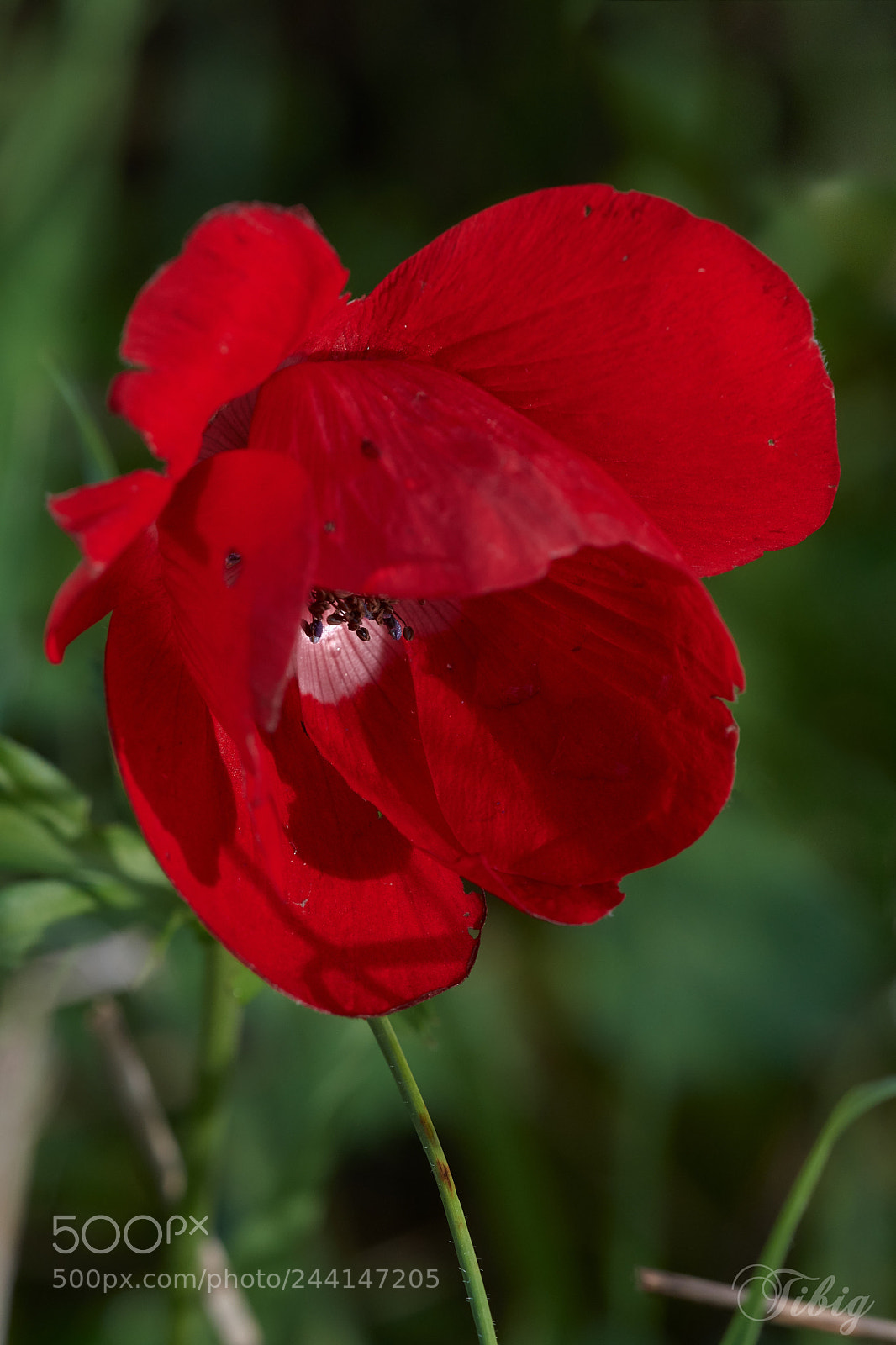 Nikon D500 sample photo. The red one photography