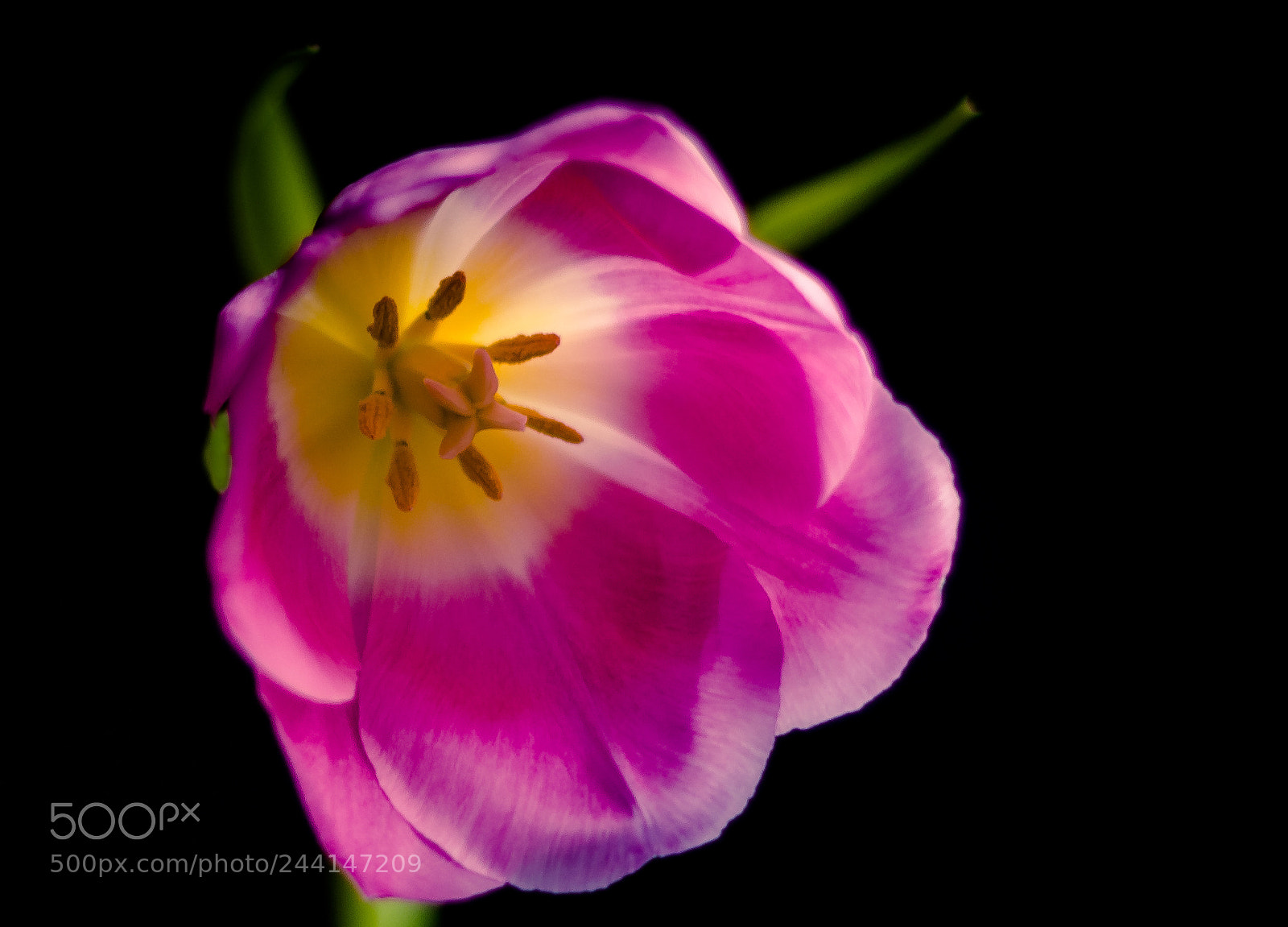 Canon EOS 650D (EOS Rebel T4i / EOS Kiss X6i) sample photo. Sorbet tulip photography