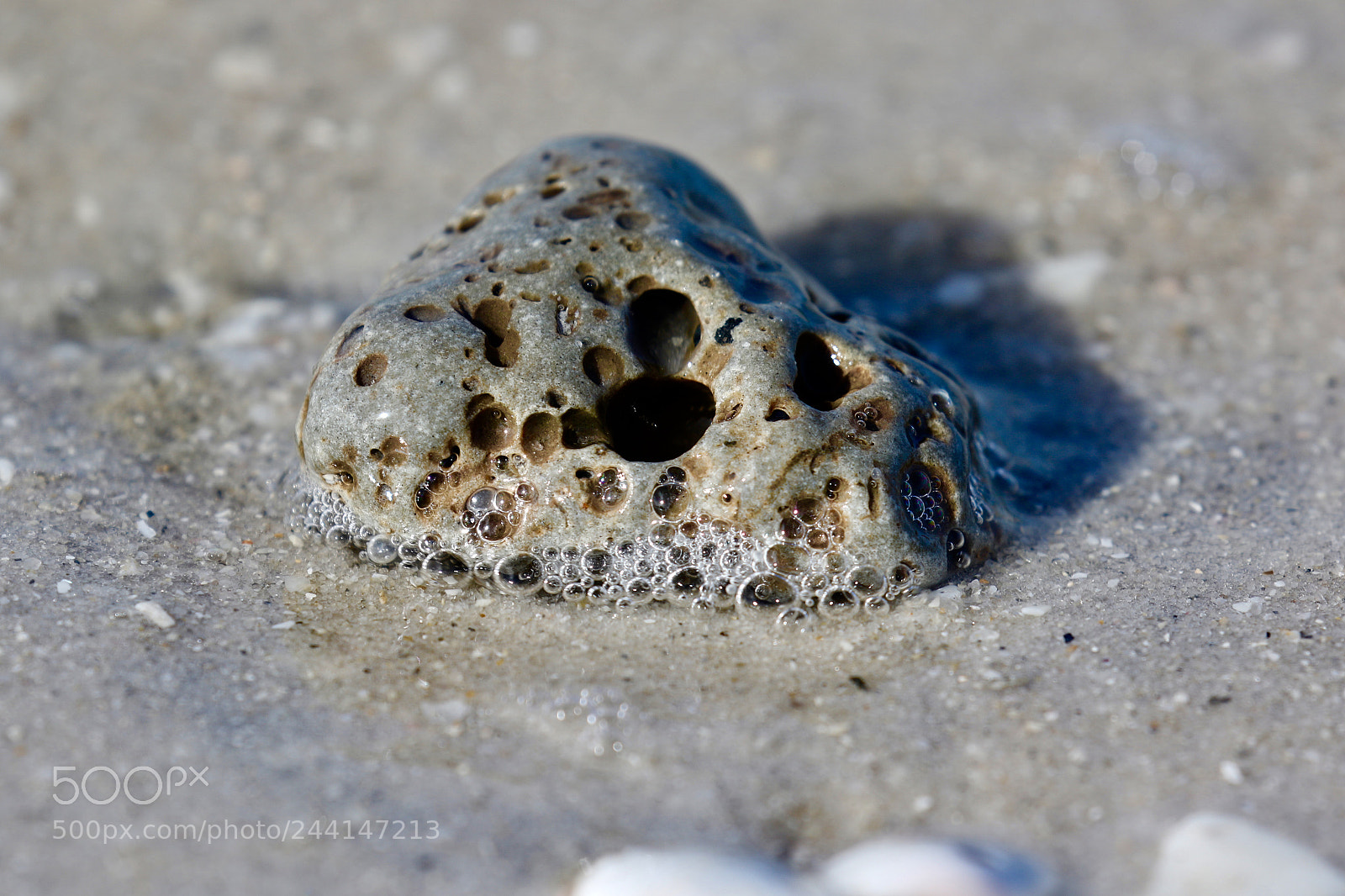 Canon EOS 7D Mark II sample photo. Sea stone photography