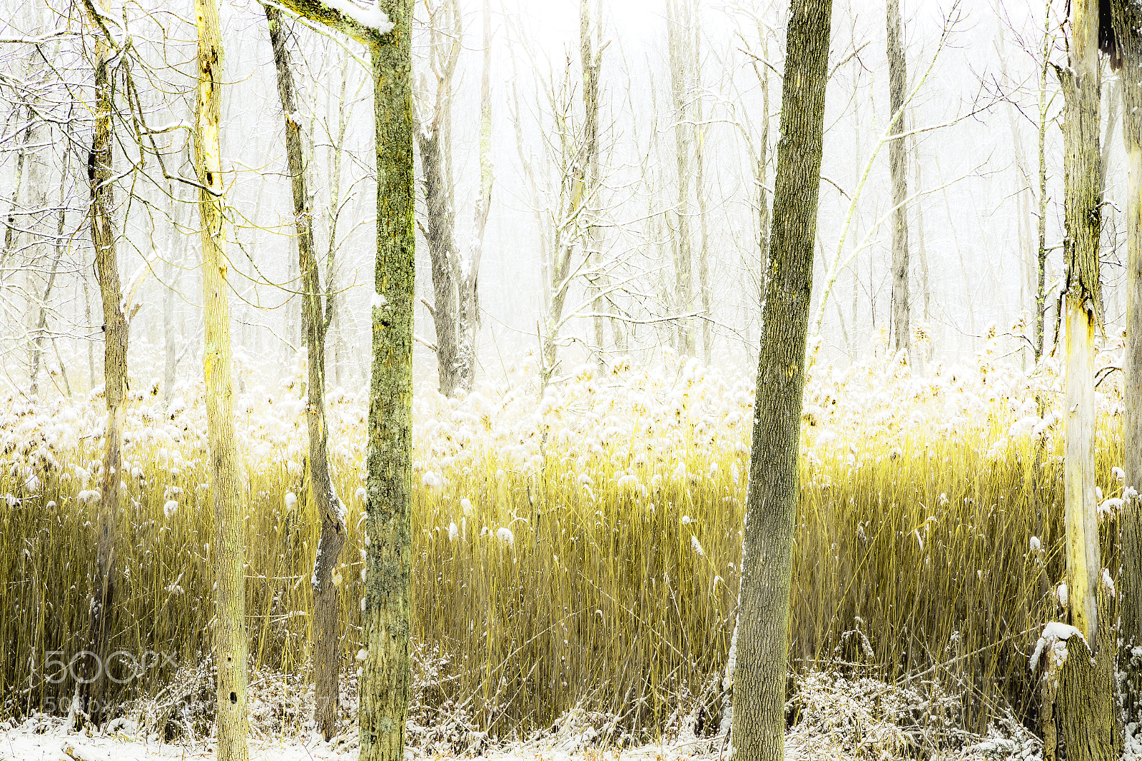 Canon EOS 7D Mark II sample photo. Winter grass photography