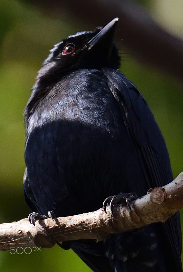 Nikon AF-S Nikkor 200-500mm F5.6E ED VR sample photo. Black drango photography