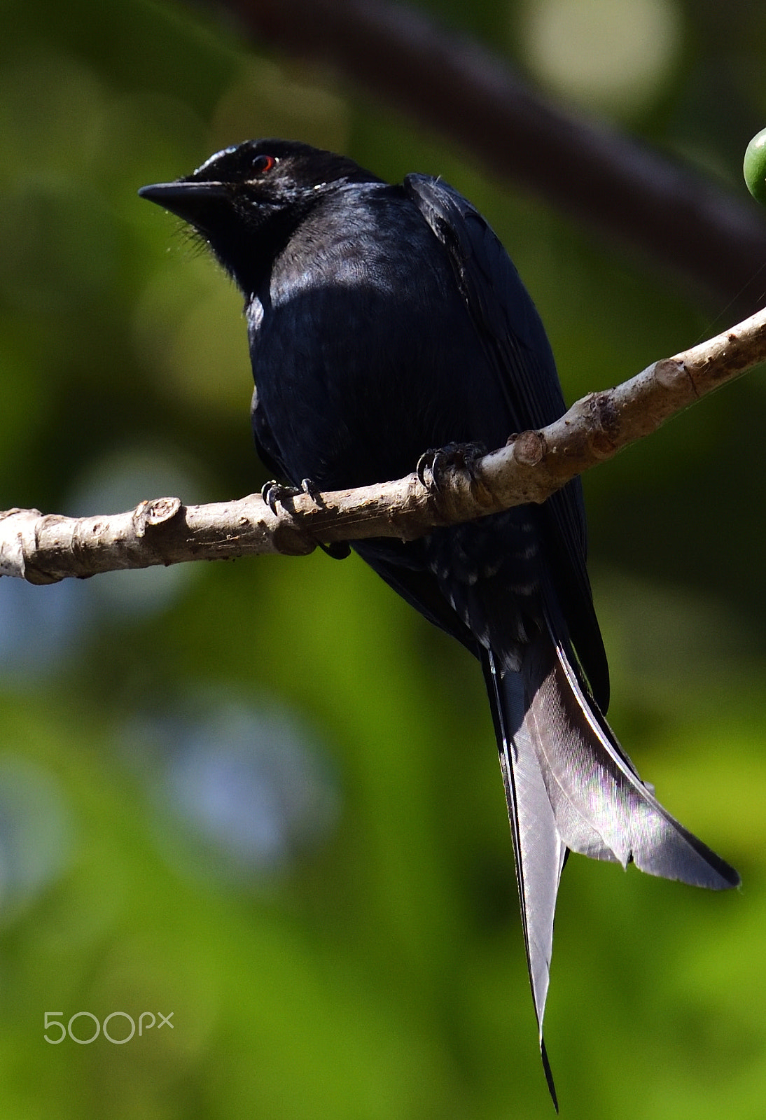 Nikon AF-S Nikkor 200-500mm F5.6E ED VR sample photo. Black drango photography