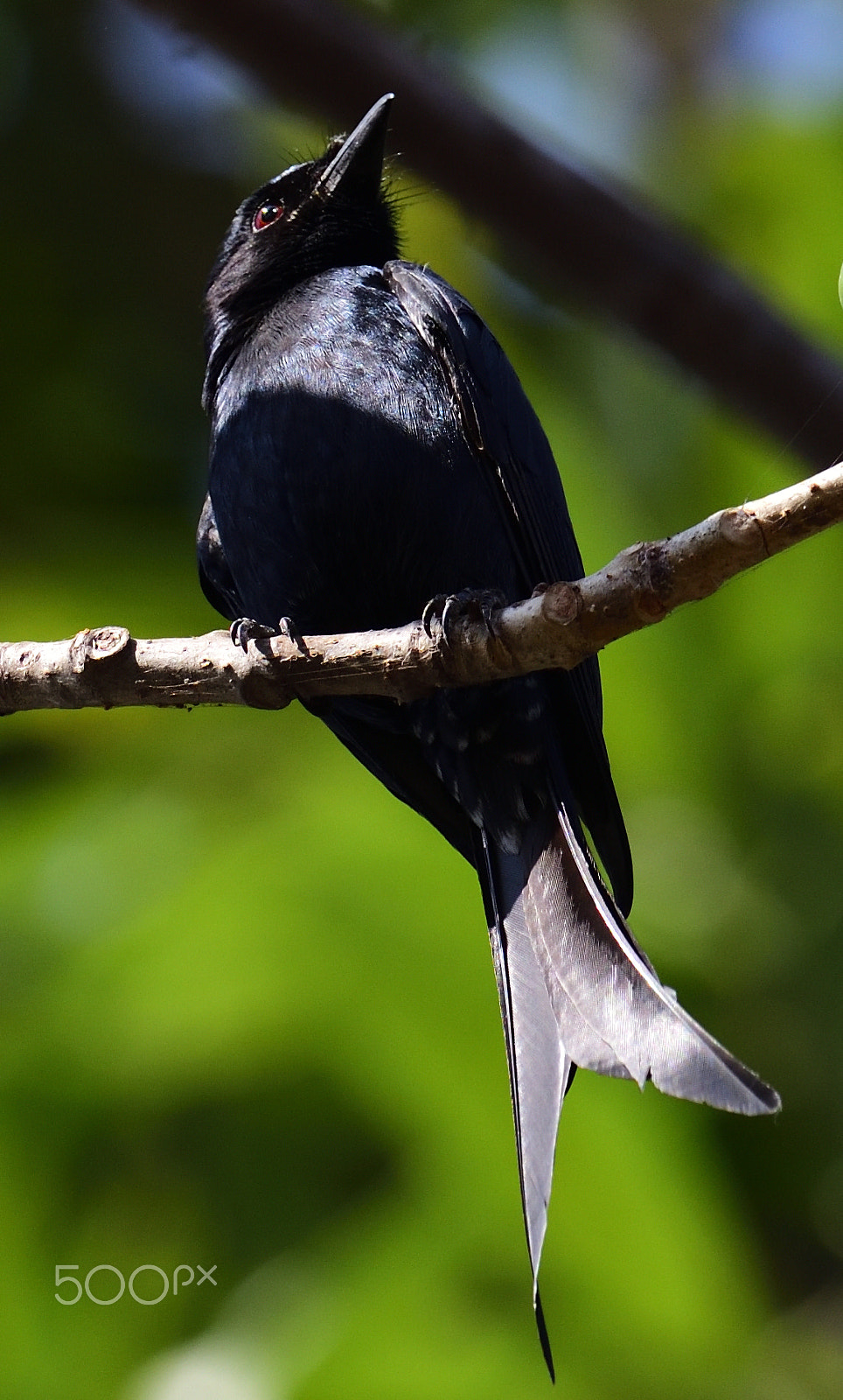 Nikon AF-S Nikkor 200-500mm F5.6E ED VR sample photo. Black drango photography