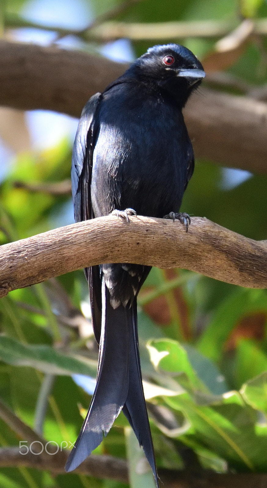 Nikon AF-S Nikkor 200-500mm F5.6E ED VR sample photo. Black drango photography