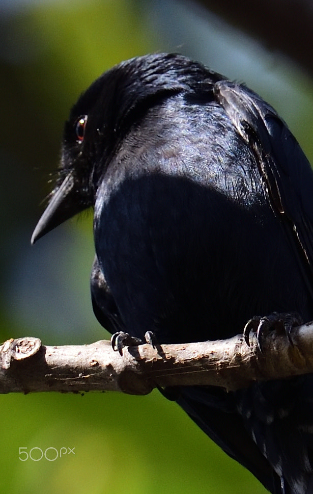 Nikon AF-S Nikkor 200-500mm F5.6E ED VR sample photo. Black drango photography