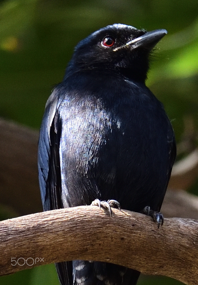 Nikon AF-S Nikkor 200-500mm F5.6E ED VR sample photo. Black drango photography