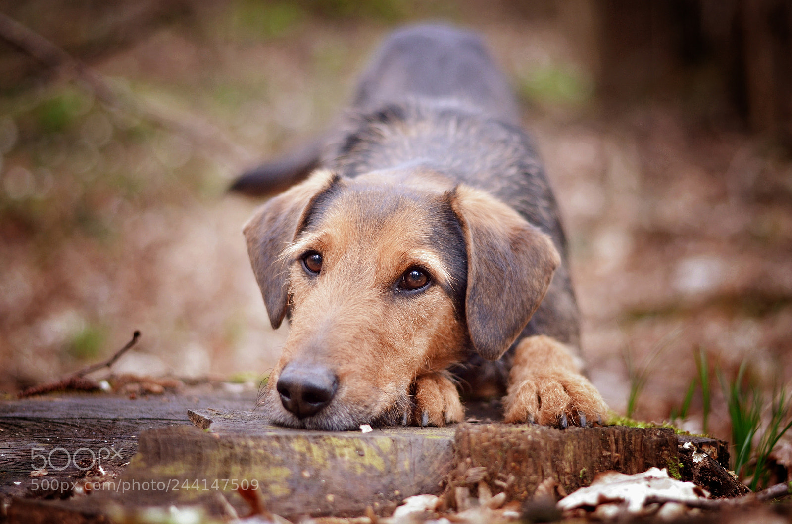 Nikon D5100 sample photo. Frodo photography