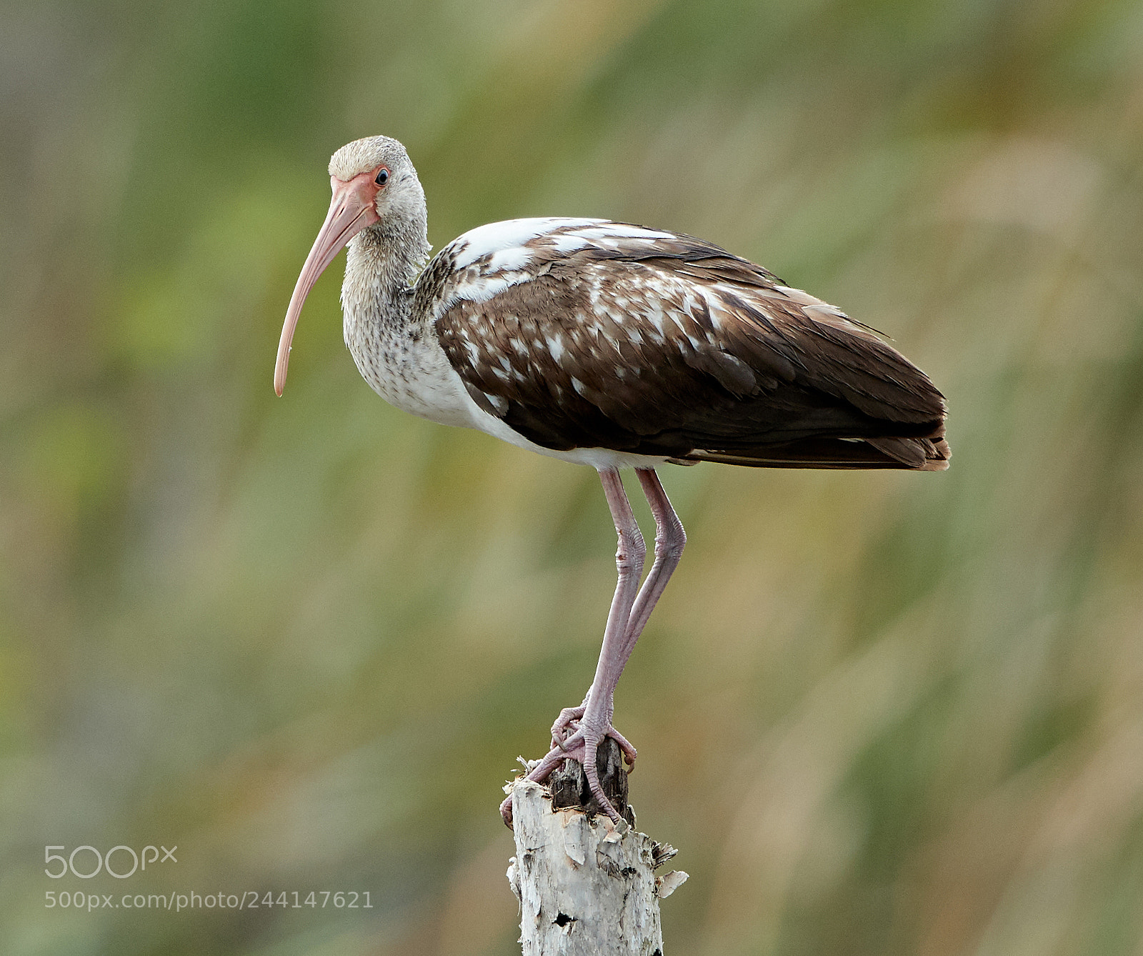 Canon EOS-1D X Mark II sample photo. 01-28-18-0001171.jpg photography