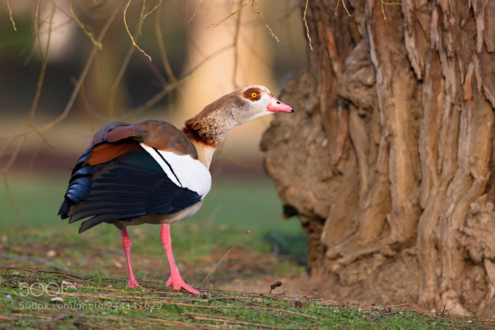 Nikon D610 sample photo. Egyptian goose photography