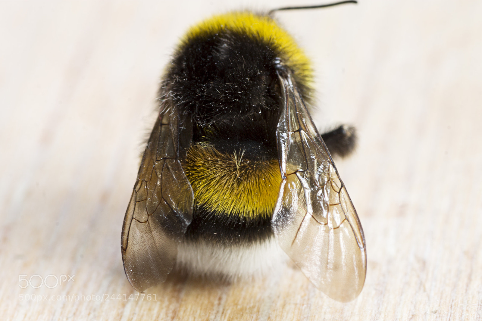 Canon EOS 1100D (EOS Rebel T3 / EOS Kiss X50) sample photo. Dead bee #2 photography