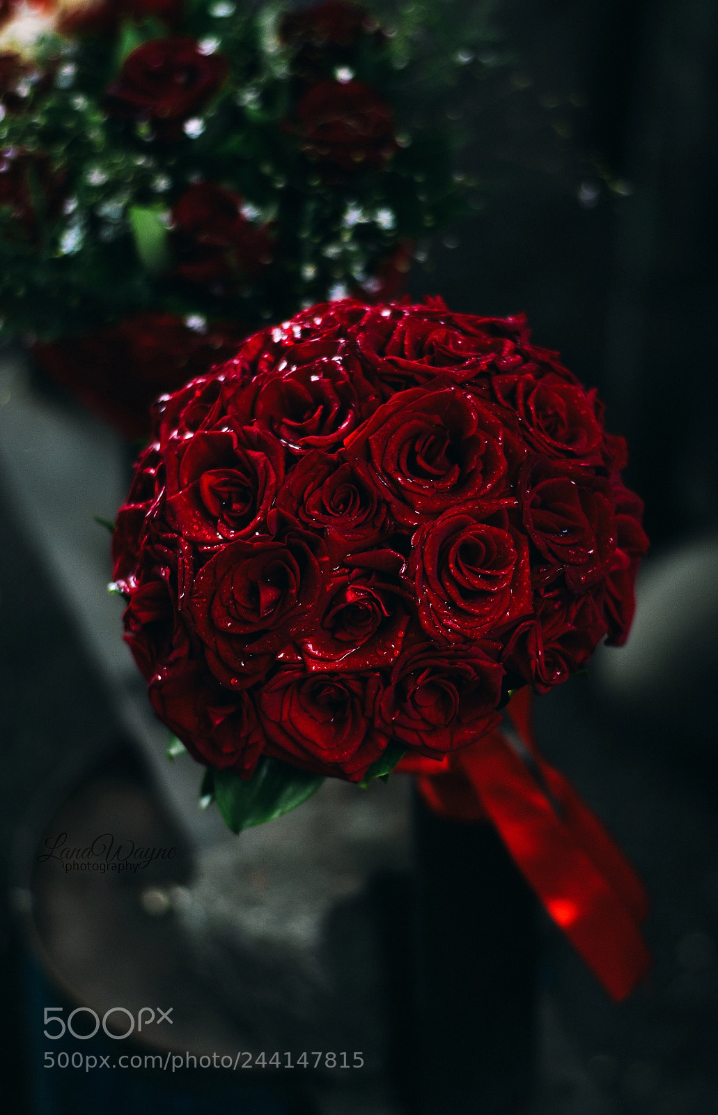 Nikon D3100 sample photo. Red roses photography