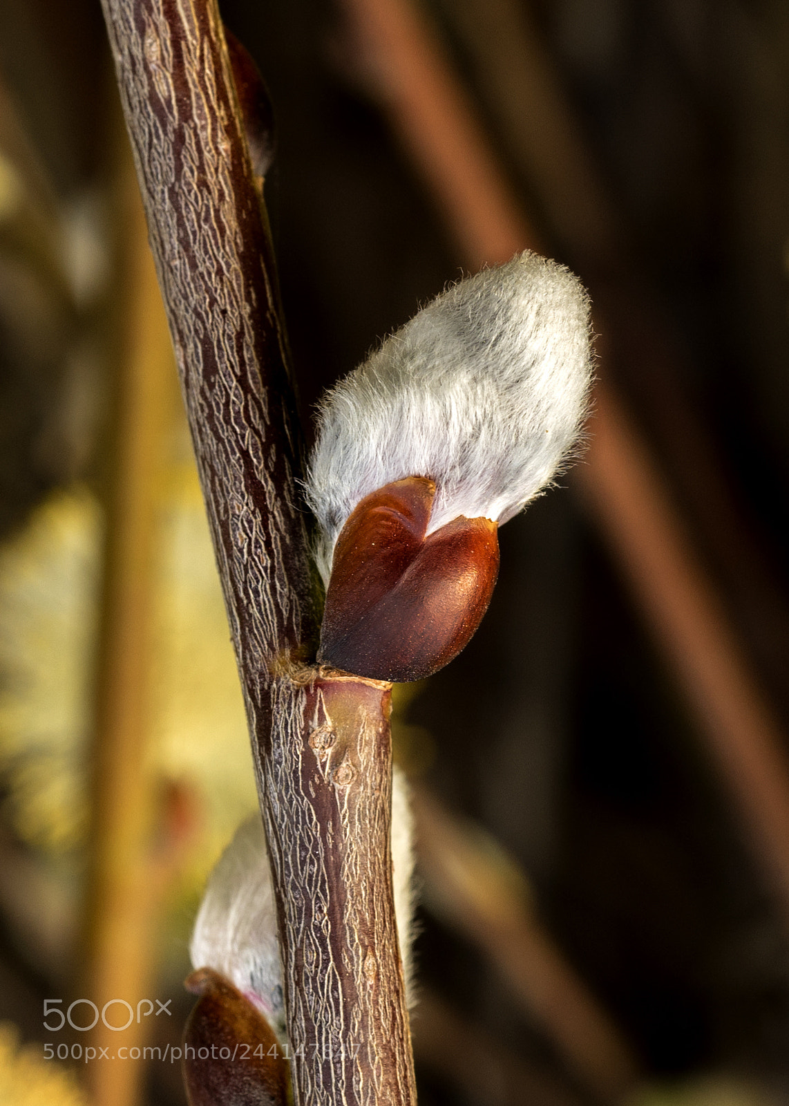 Sony a7 II sample photo. Dsc photography