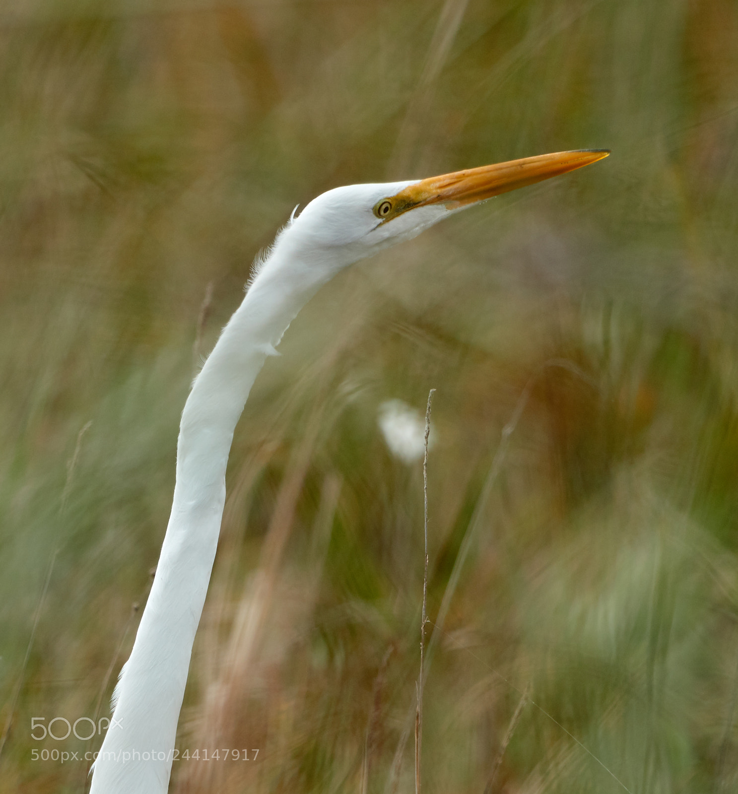 Canon EOS-1D X Mark II sample photo. 01-28-18-0001164.jpg photography