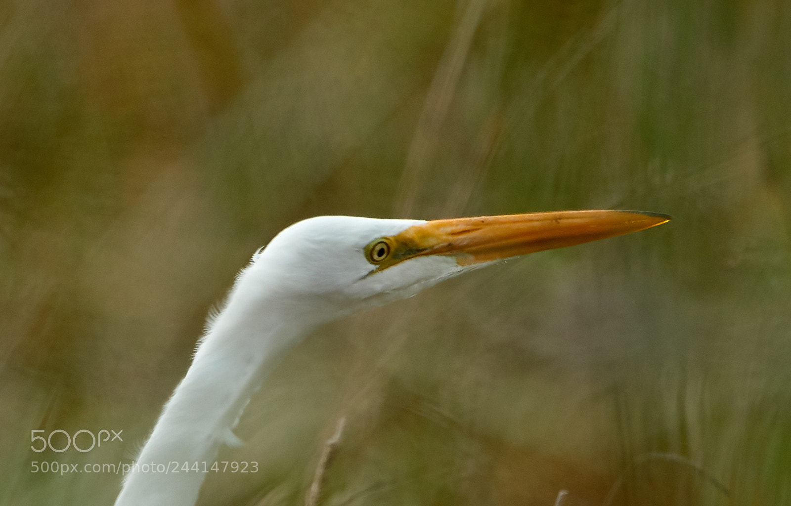 Canon EOS-1D X Mark II sample photo. 01-28-18-0001161.jpg photography