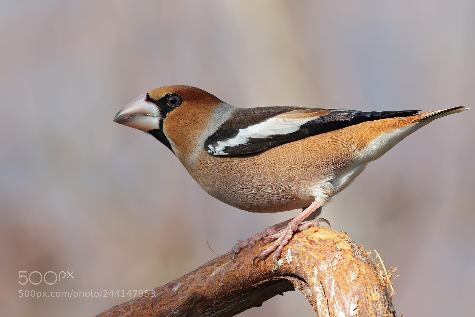 Canon EOS 7D Mark II sample photo. Hawfinch photography