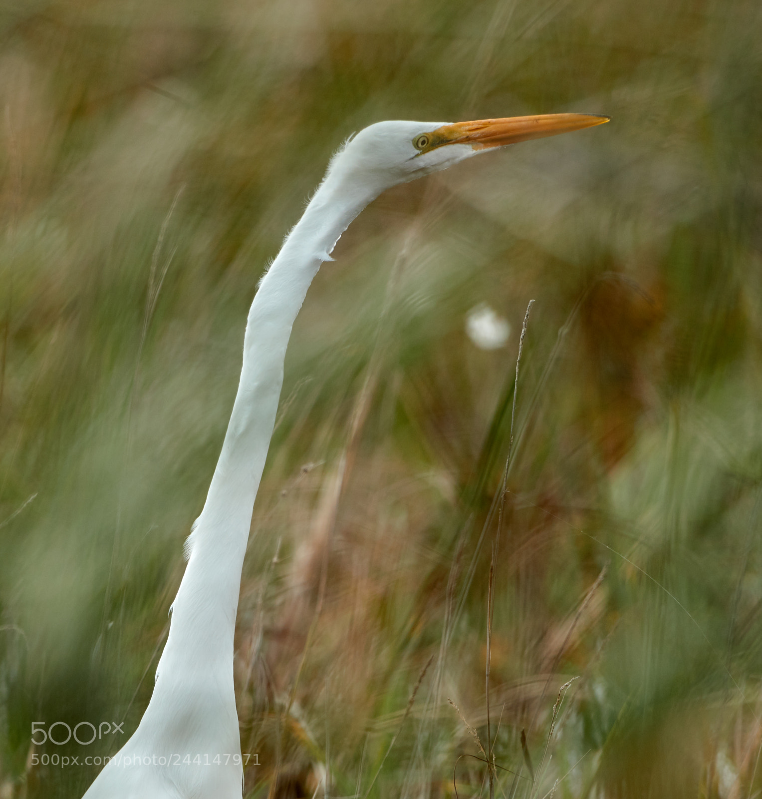 Canon EOS-1D X Mark II sample photo. 01-28-18-0001160.jpg photography