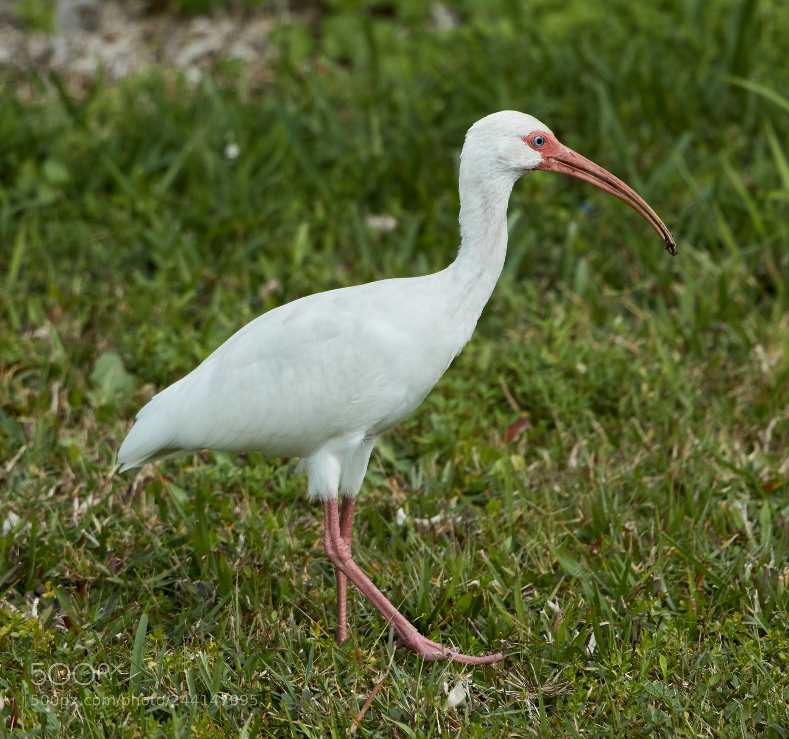 Canon EOS-1D X Mark II sample photo. 01-28-18-0001152.jpg photography
