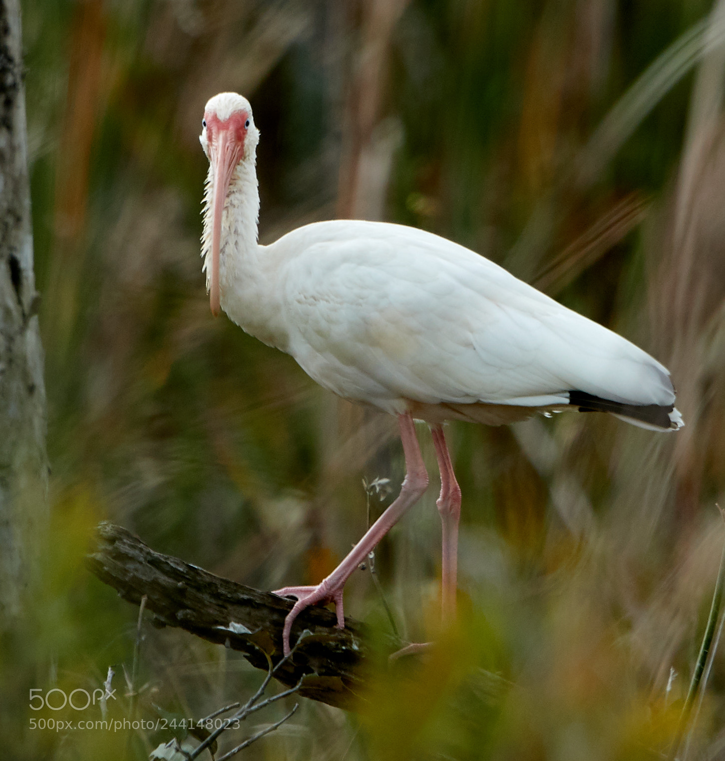 Canon EOS-1D X Mark II sample photo. 01-28-18-0001144.jpg photography