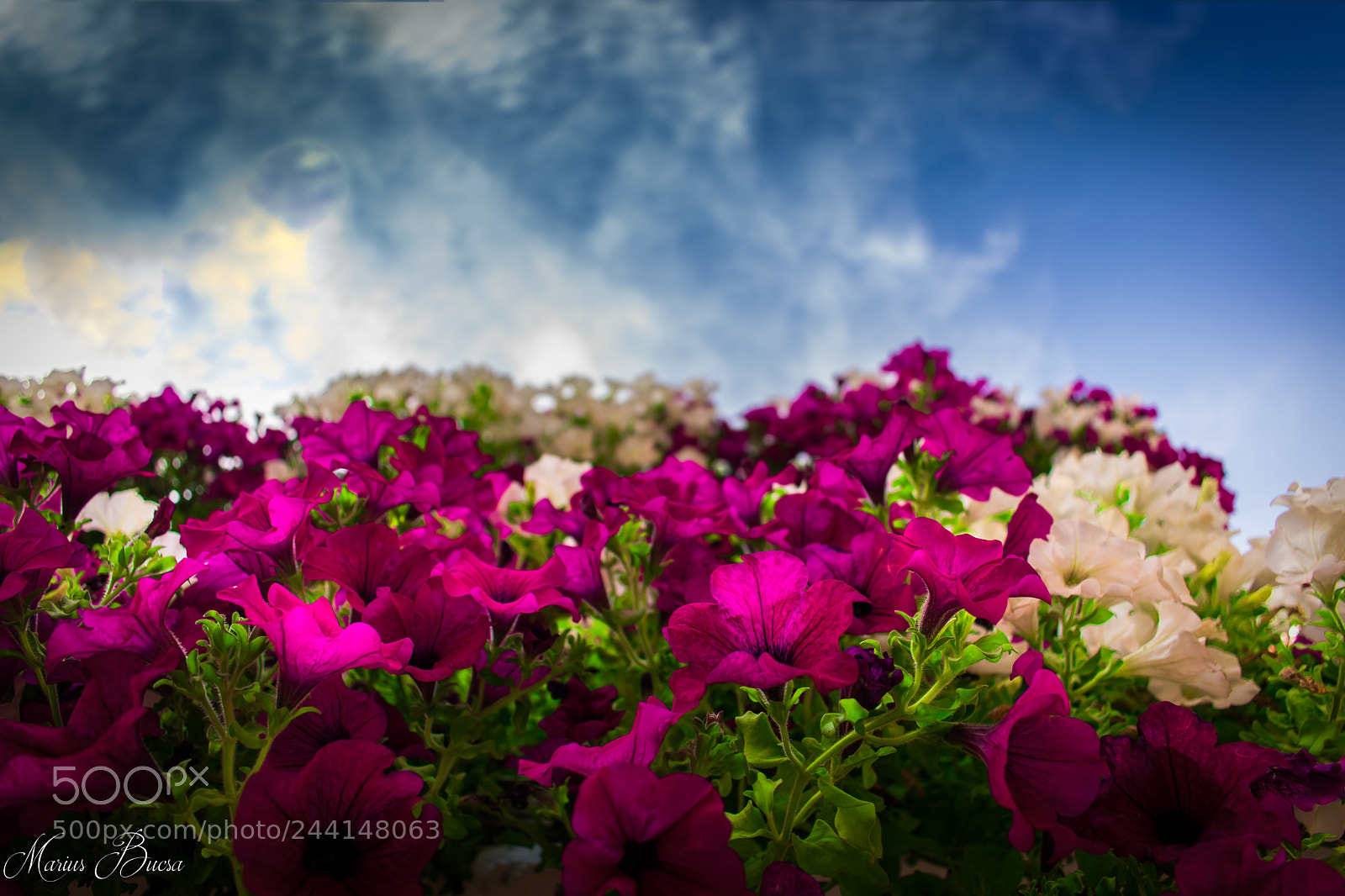 Nikon D5600 sample photo. Colors photography