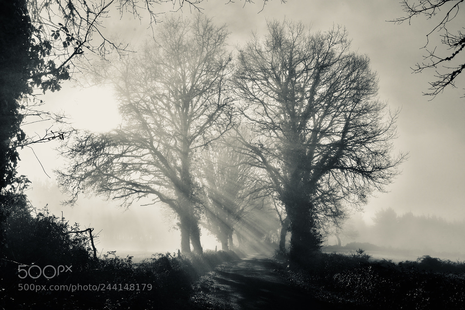 Nikon D610 sample photo. Amanecer entre la niebla photography