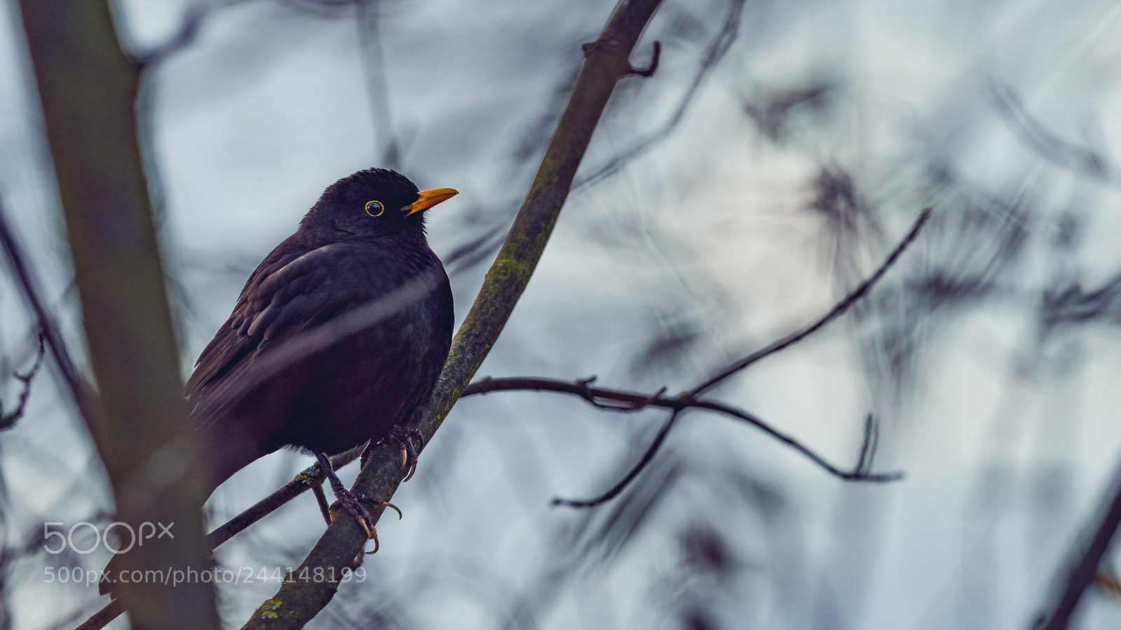 Sony a7R sample photo. Amsel photography