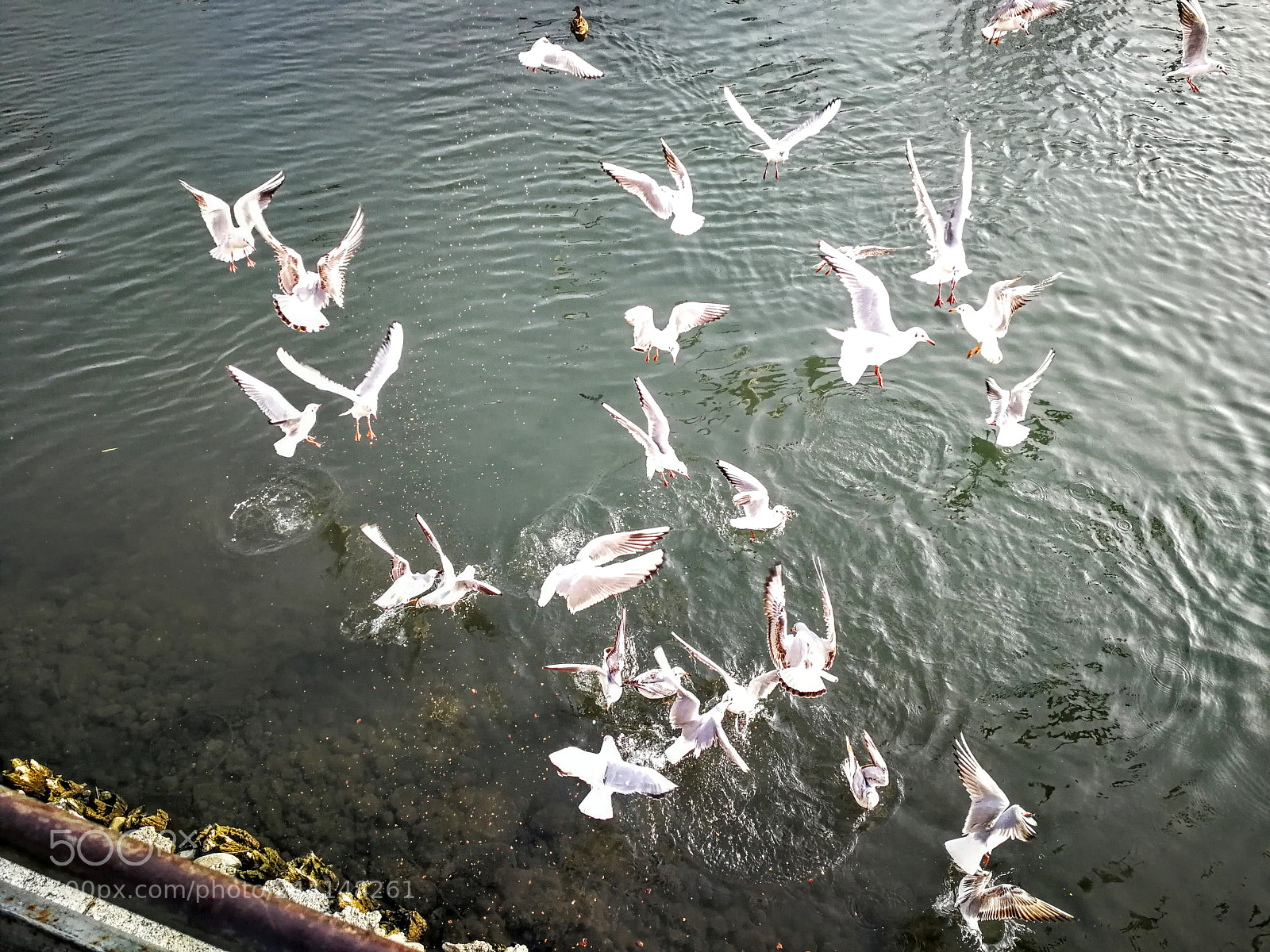 HUAWEI P10 sample photo. Gabbiaanelli sopra il sile photography