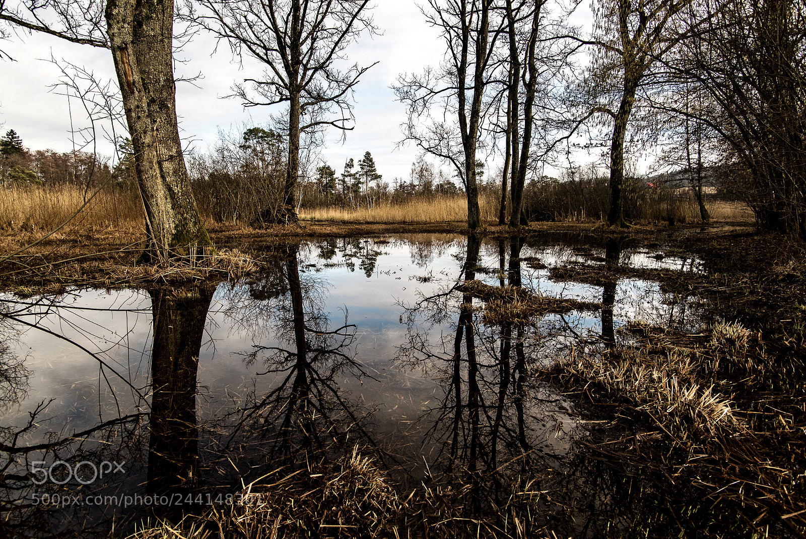 Sony a7S sample photo. Affoltern swamp photography