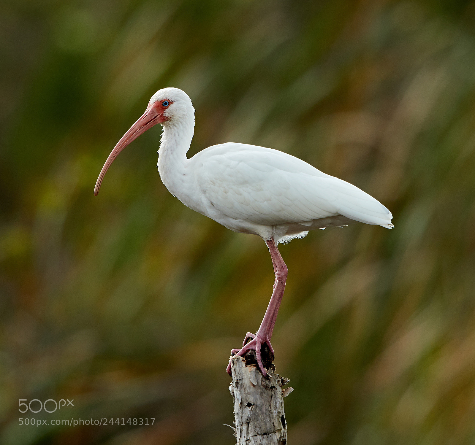 Canon EOS-1D X Mark II sample photo. 01-28-18-0001137.jpg photography
