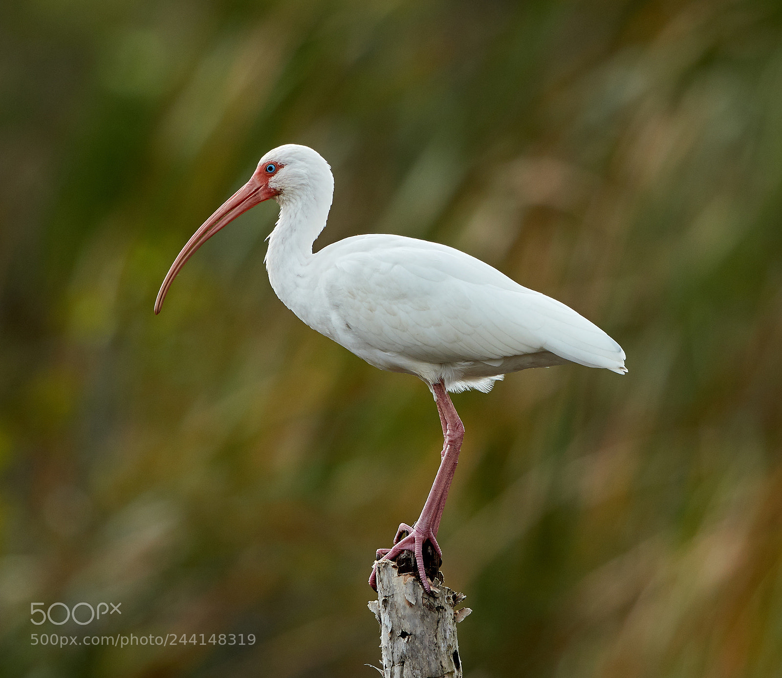 Canon EOS-1D X Mark II sample photo. 01-28-18-0001136.jpg photography