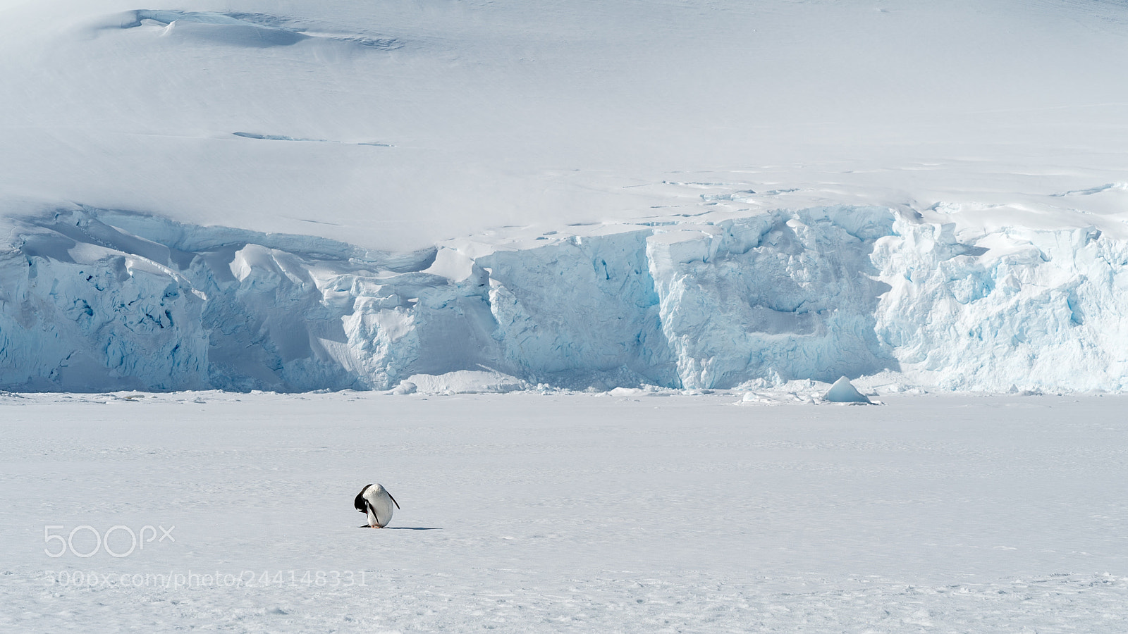 Sony a7S sample photo. Lonely penguin in port photography