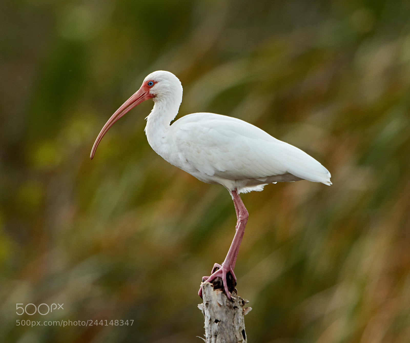 Canon EOS-1D X Mark II sample photo. 01-28-18-0001135.jpg photography