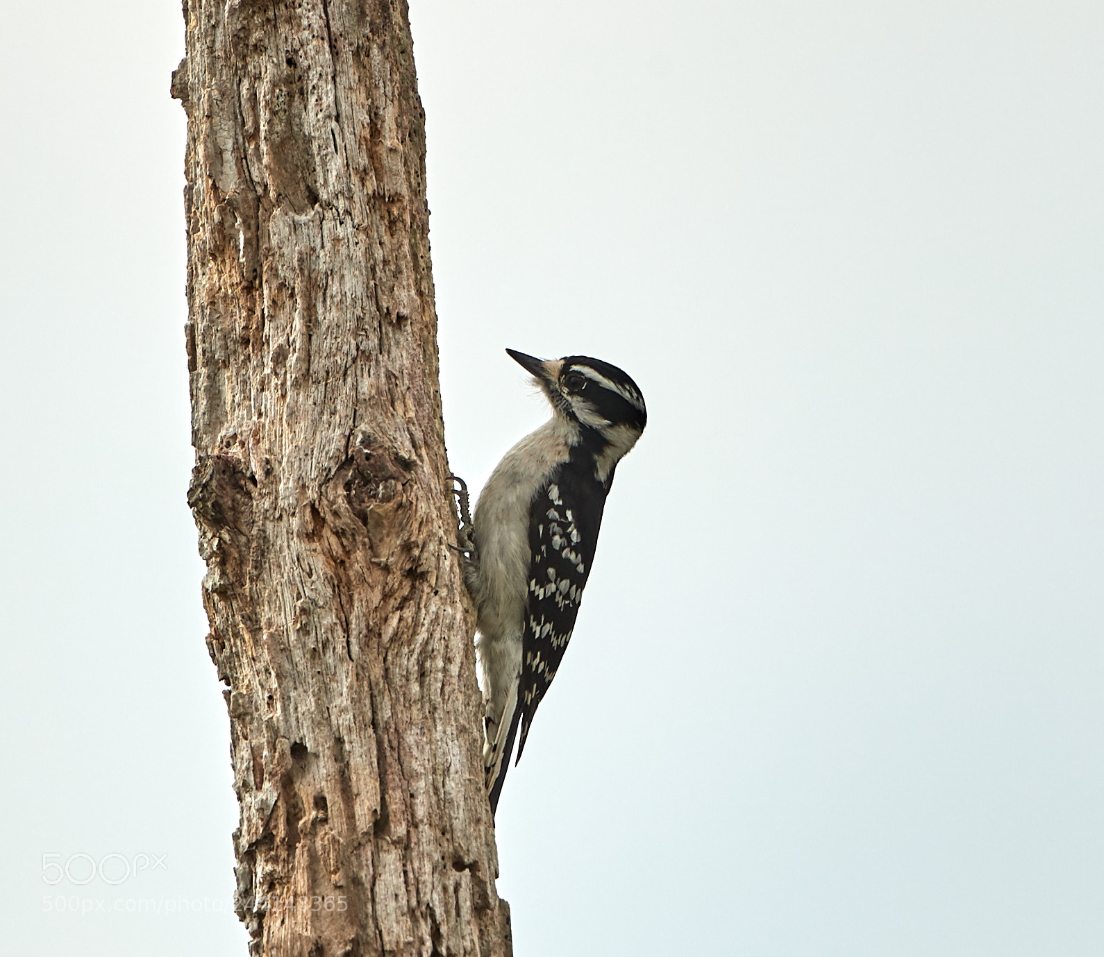 Canon EOS-1D X Mark II sample photo. 01-28-18-0001131.jpg photography