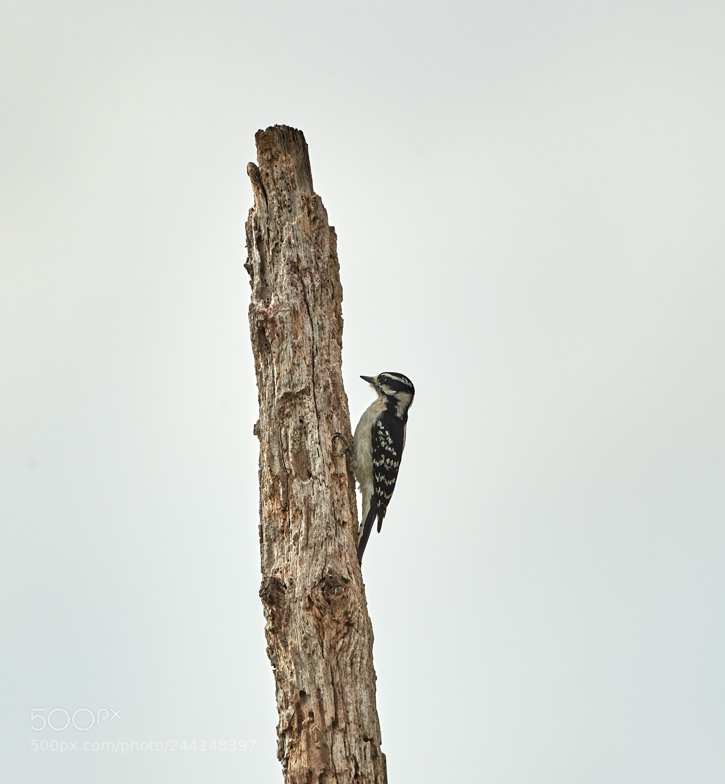 Canon EOS-1D X Mark II sample photo. 01-28-18-0001126.jpg photography