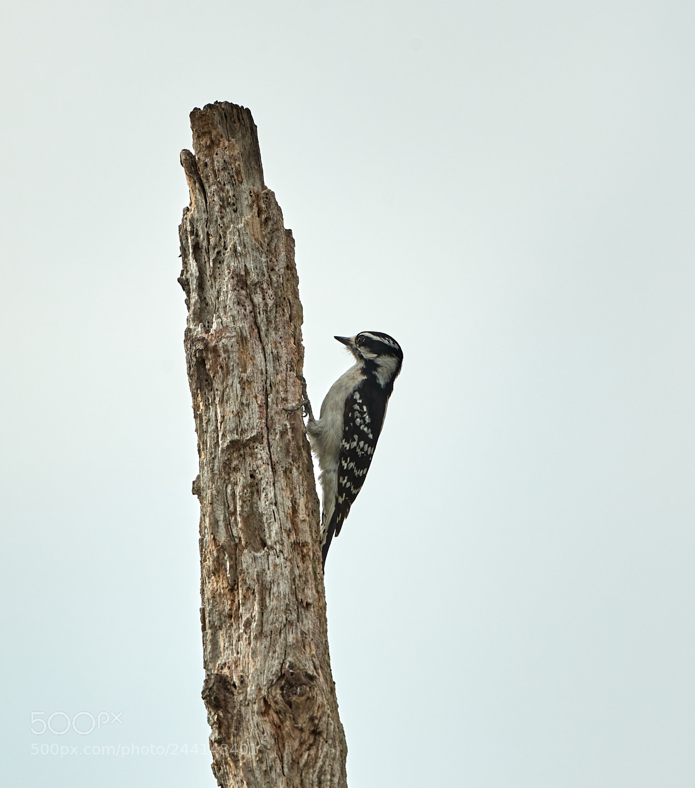 Canon EOS-1D X Mark II sample photo. 01-28-18-0001123.jpg photography