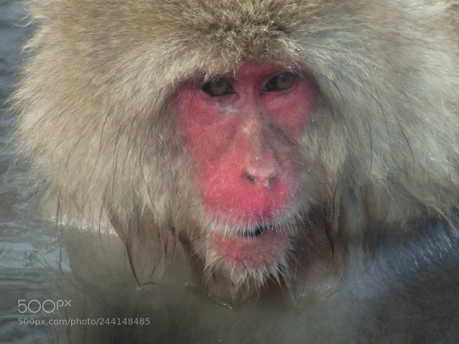 Canon PowerShot SX720 HS sample photo. Snow monkey photography