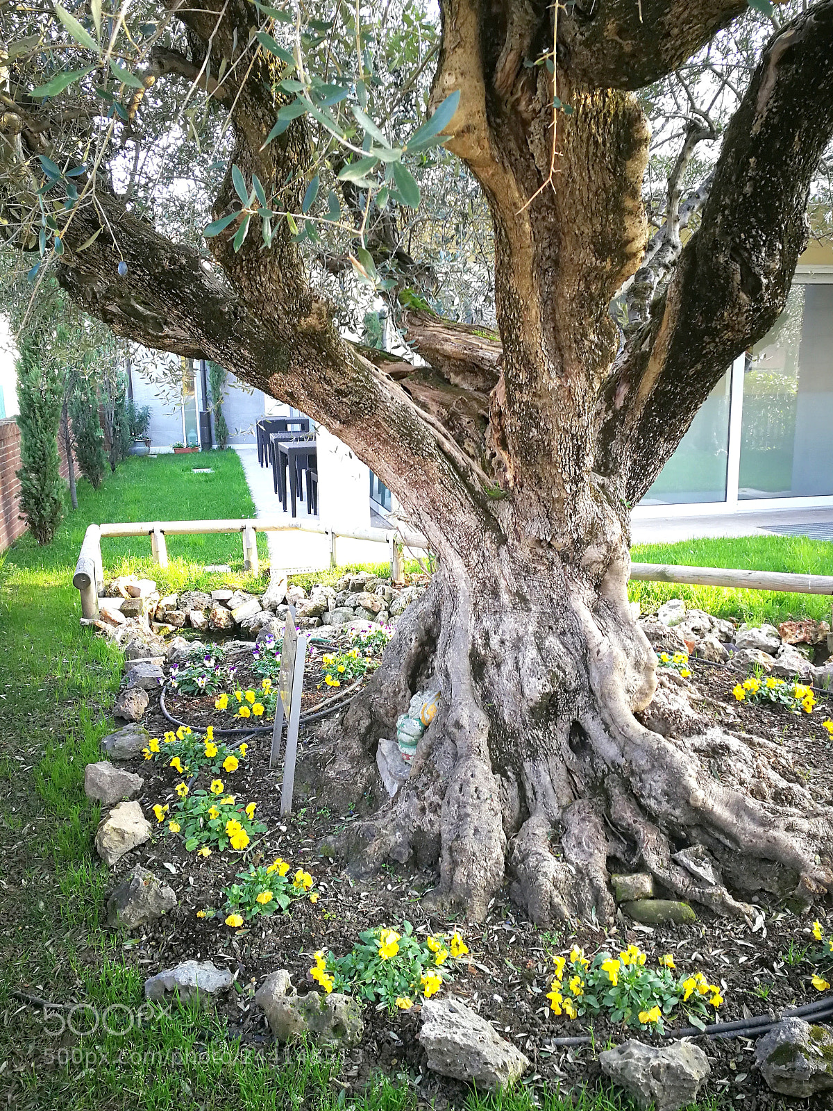 HUAWEI P10 sample photo. Olivo secolare da ascoli photography