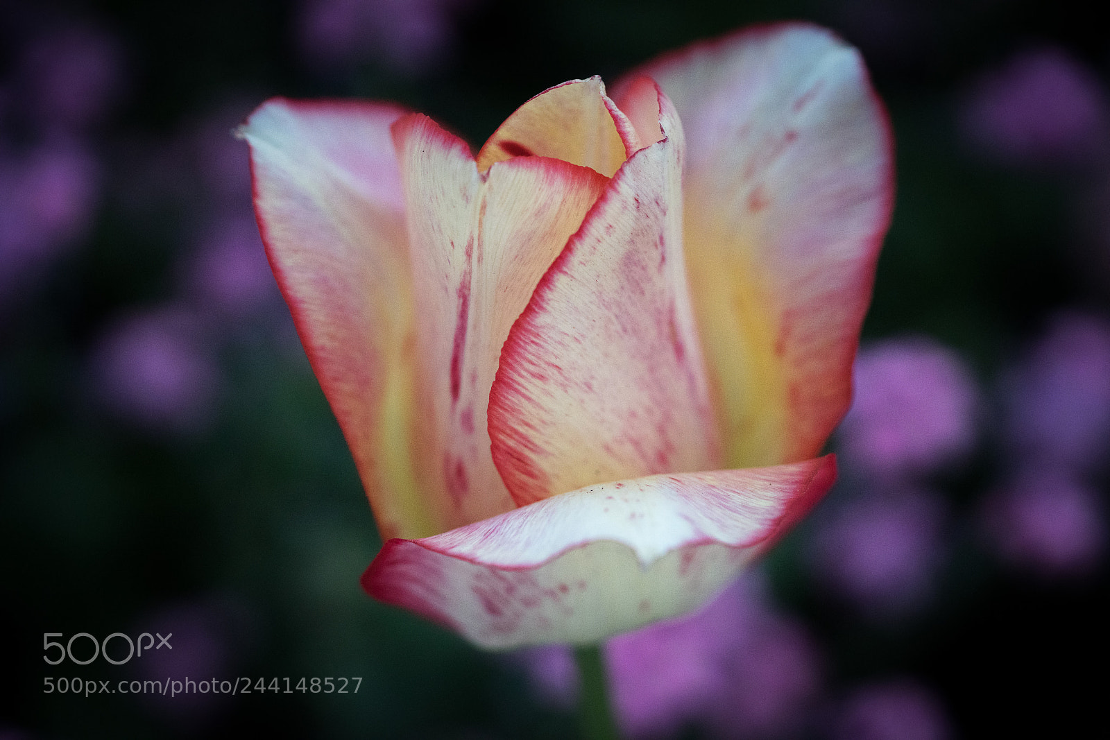 Sony a7R II sample photo. Rose dinam macro flower photography