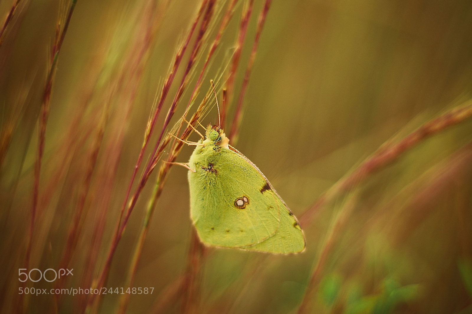 Canon EOS 700D (EOS Rebel T5i / EOS Kiss X7i) sample photo. Butterfly photography