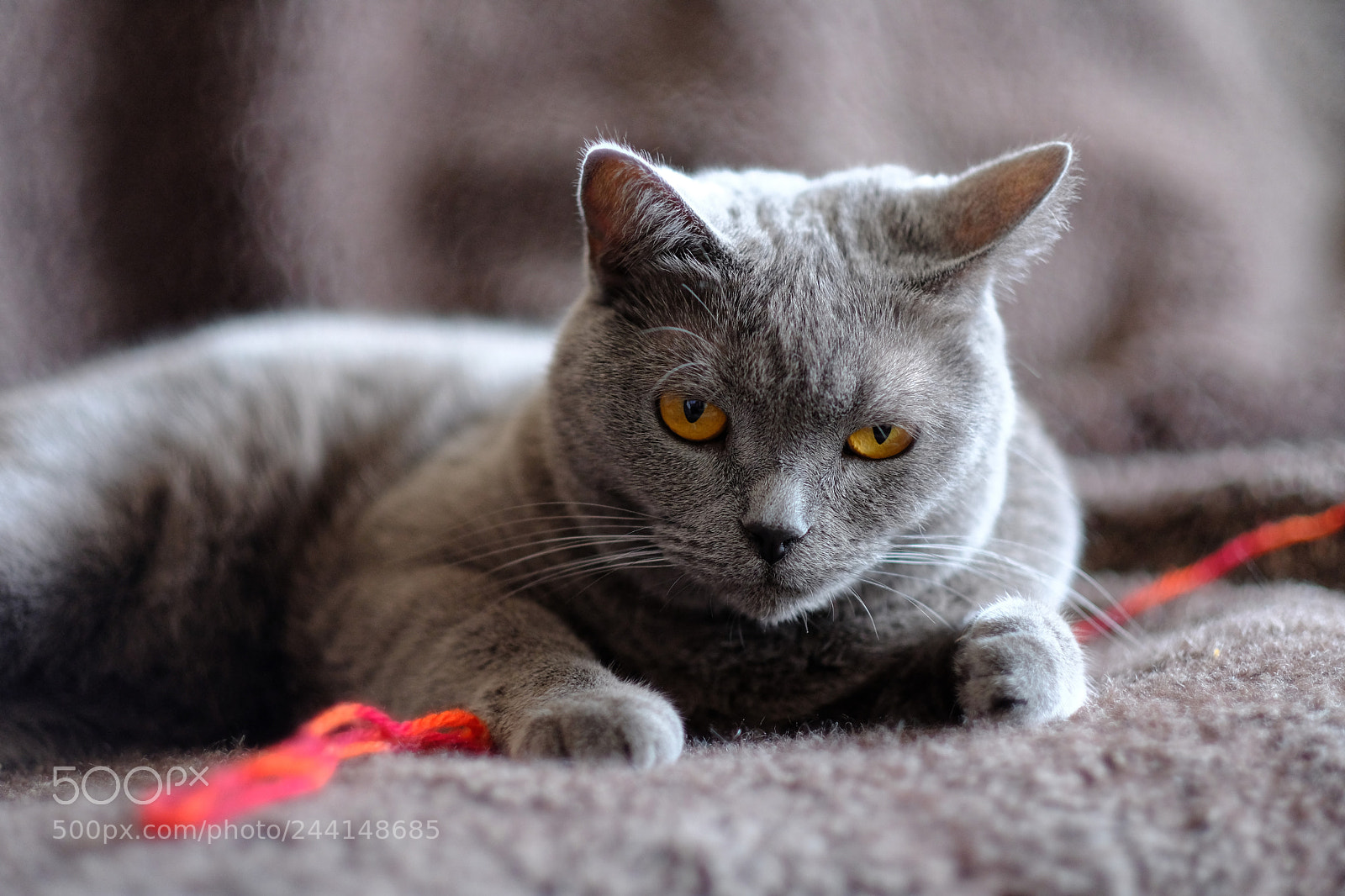 Fujifilm X-T2 sample photo. Iphi dxo photography